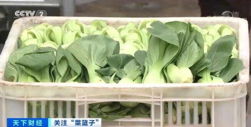 六月份全国蔬菜价格季节性回落 全国蔬菜生产形势向好