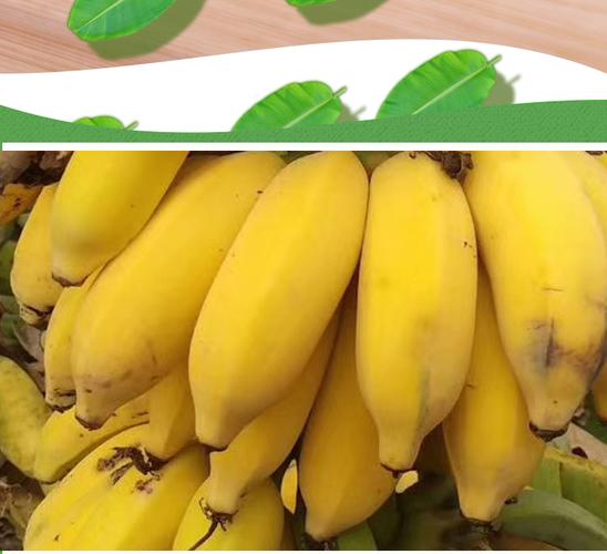 吃货助农水果现季香蕉新鲜10斤芭蕉小米蕉农产品一箱现发